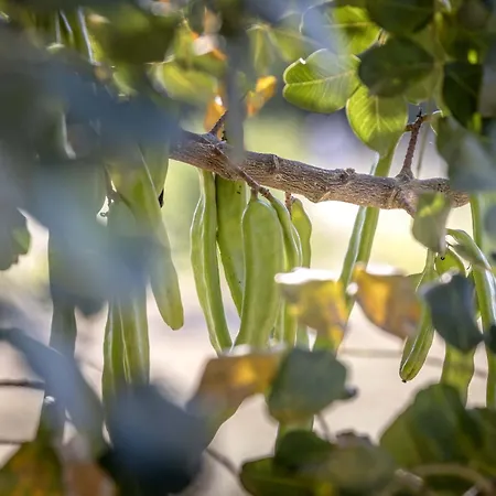 House Baras Garden * Mirce